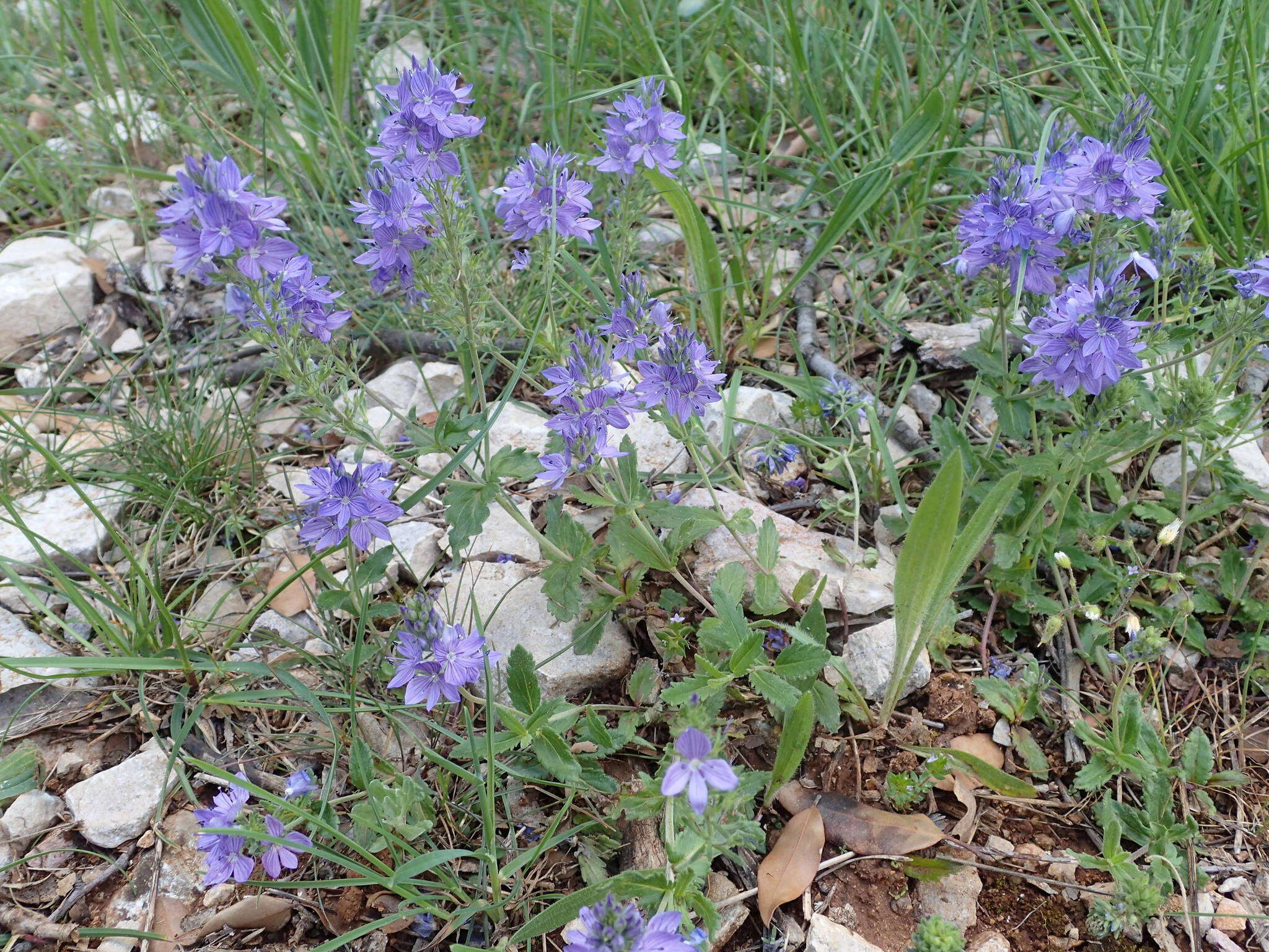 Image of Veronica orsiniana Ten.