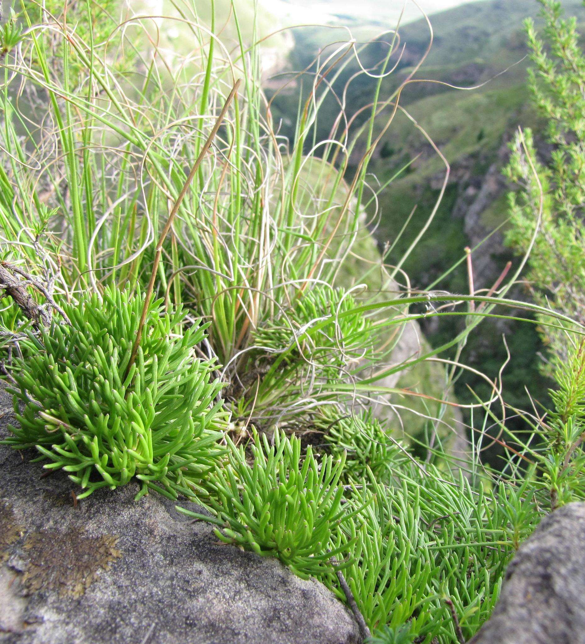 Image of Euryops dyeri Hutch.