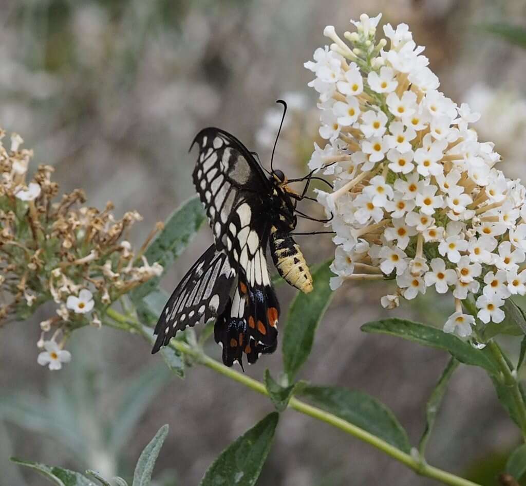 Слика од Papilio anactus Macleay 1826