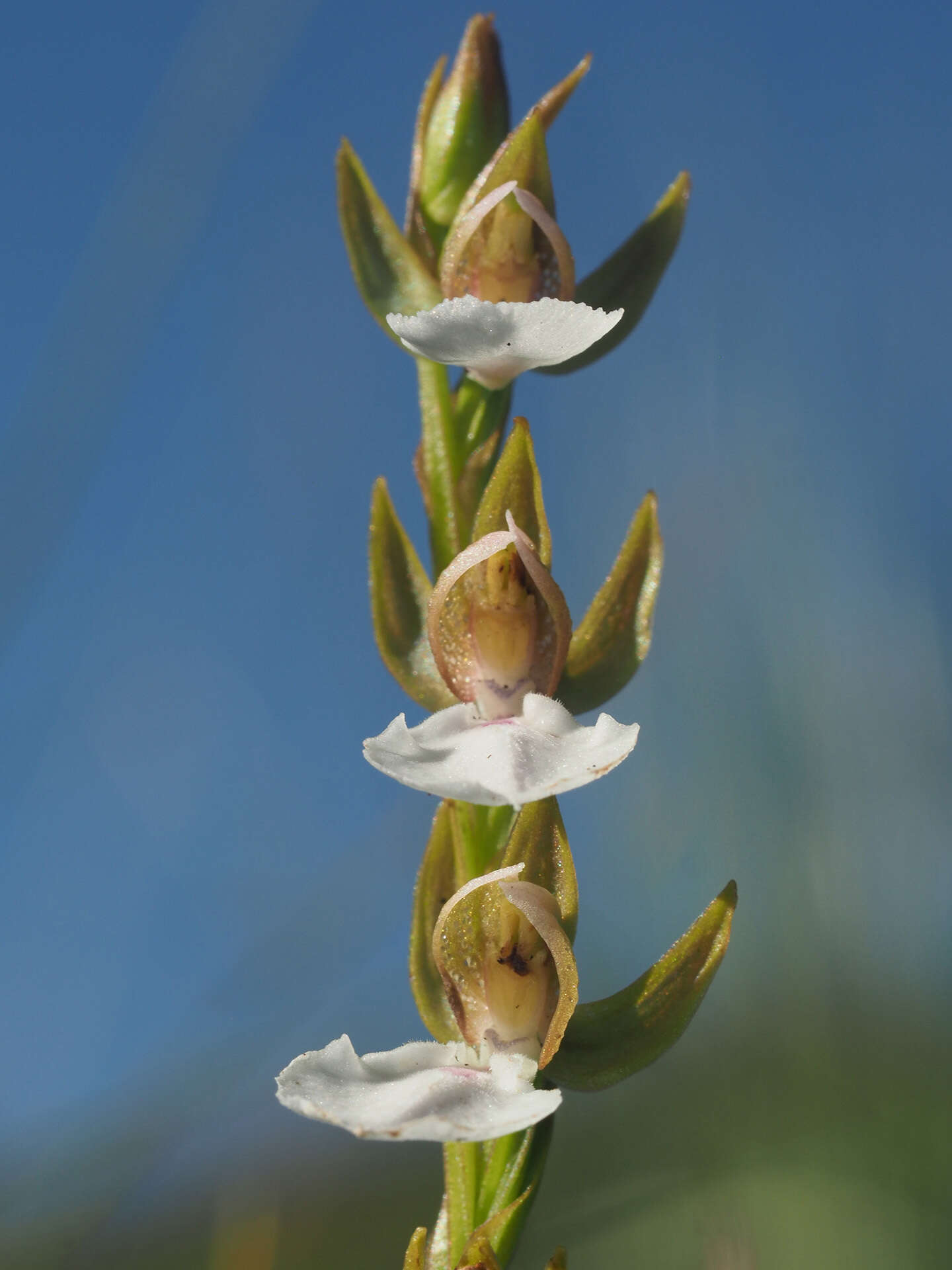 Image of Neobolusia tysonii (Bolus) Schltr.