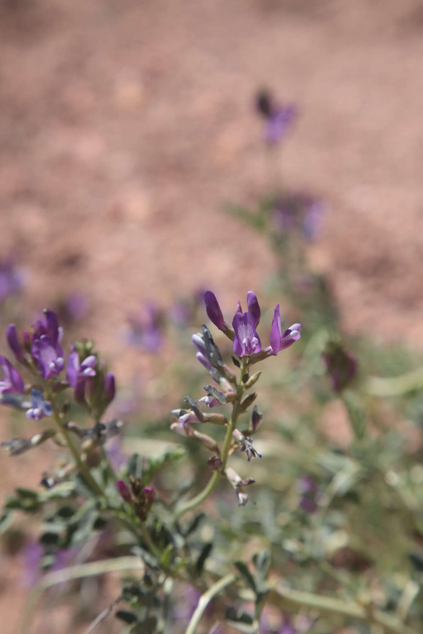 Image of freckled milkvetch