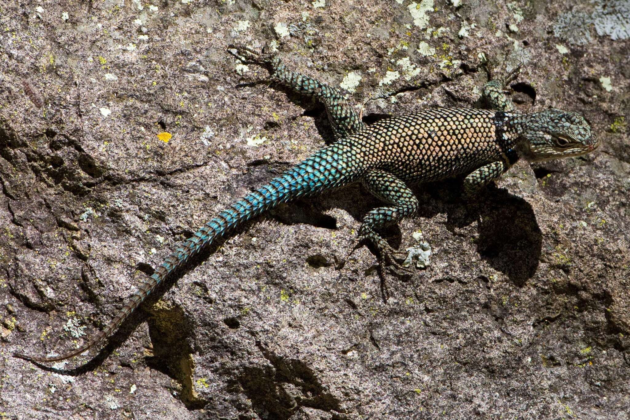 Image of Sceloporus jarrovii jarrovii Cope 1875