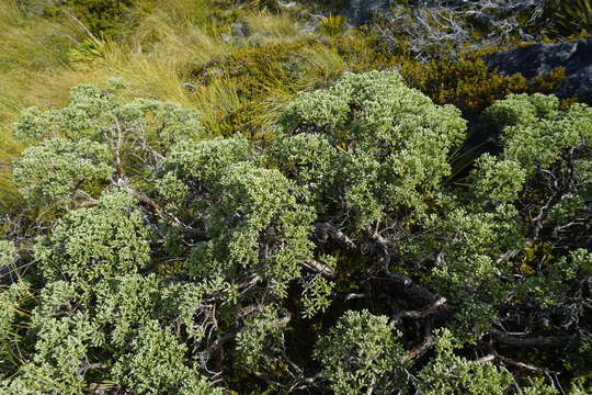 Image of Brachyglottis cassinioides (Hook. fil.) B. Nord.