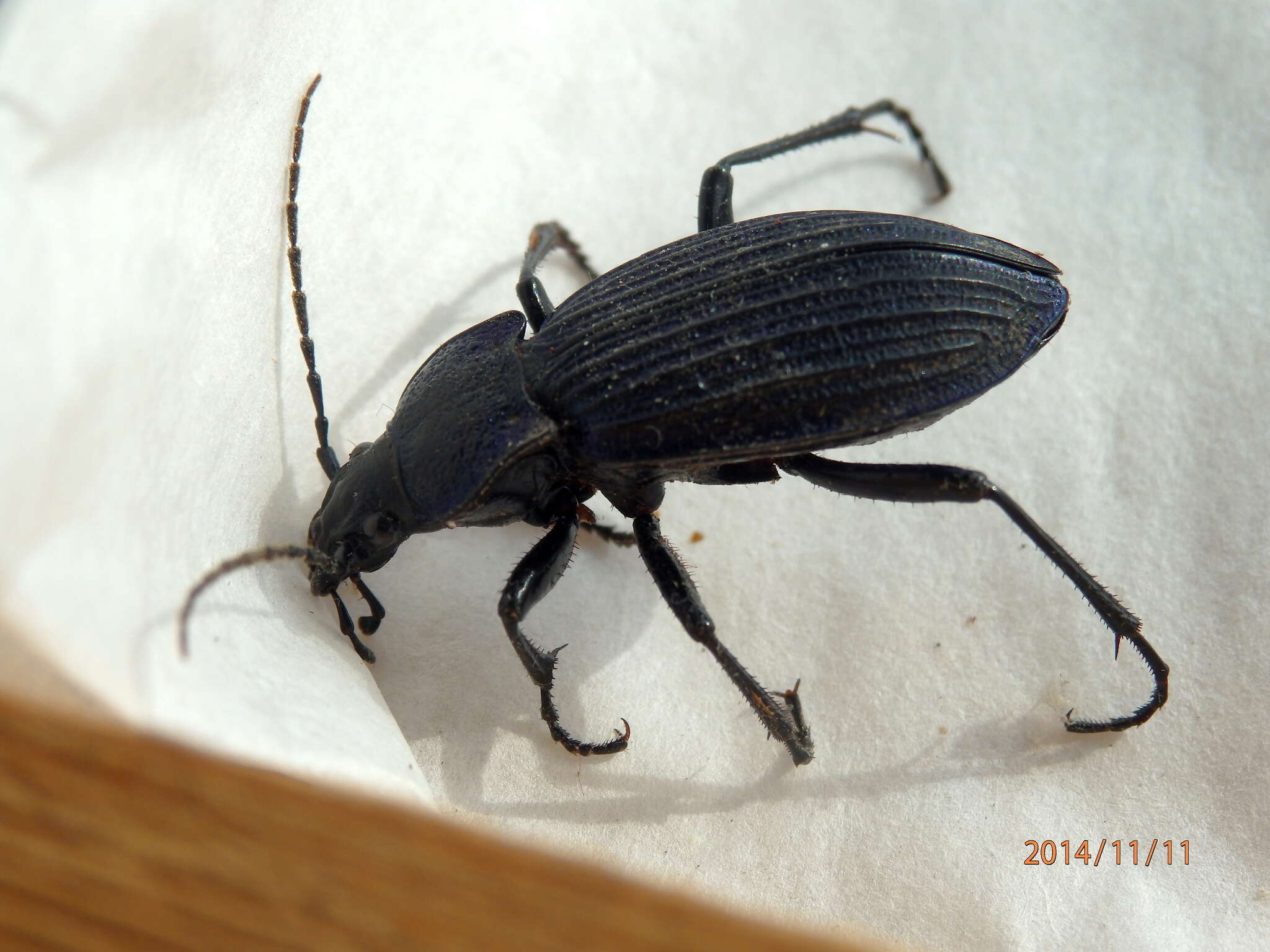 Carabus (Megodontus) exaratus Quensel ex Schönherr 1806 resmi