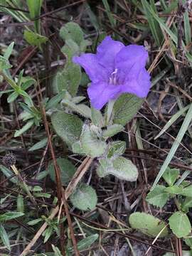 Imagem de Ruellia caroliniensis var. heteromorpha (Fern.) R. W. Long