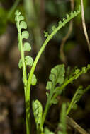 Image of Mingan moonwort