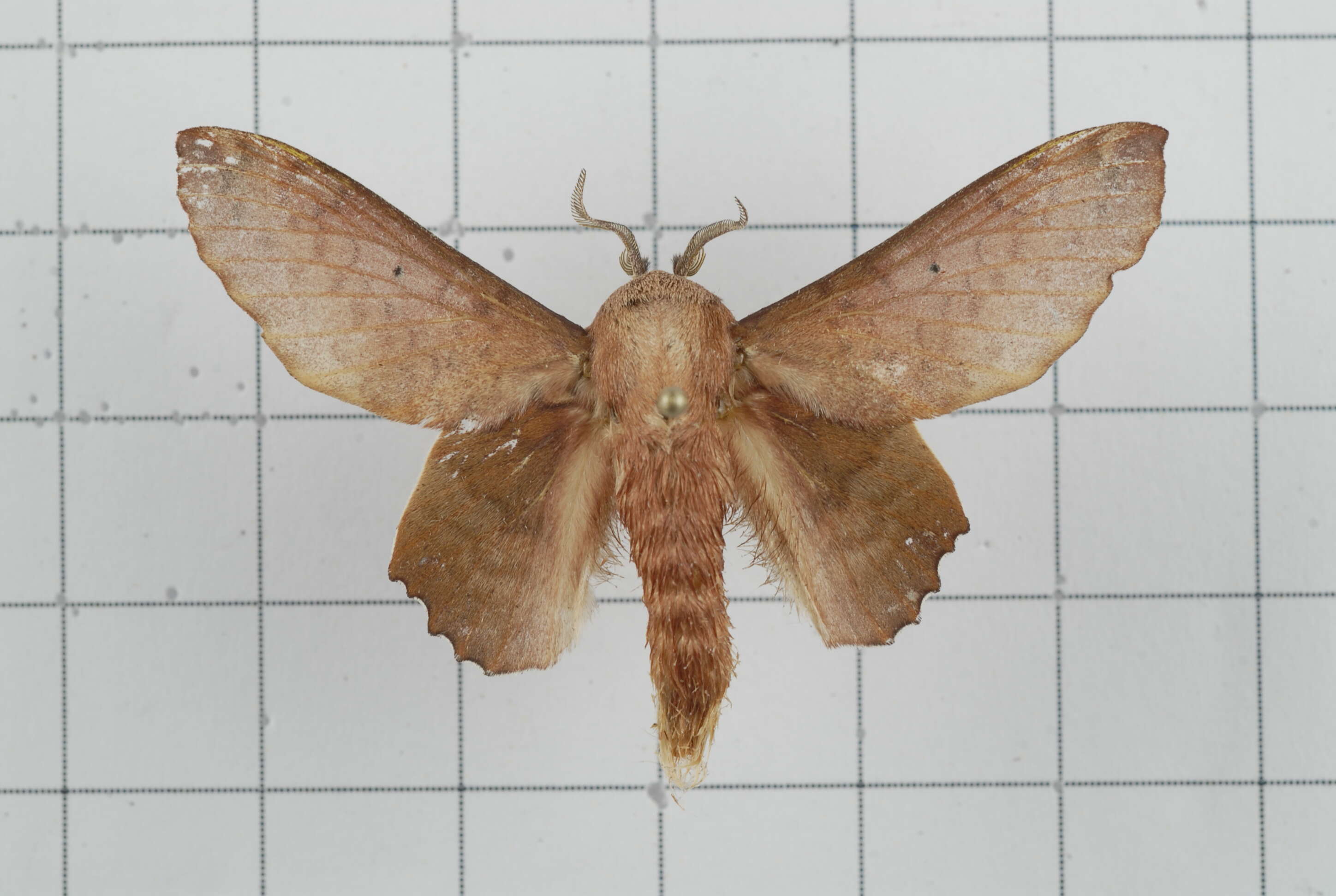 Image of Paradoxopla sinuata Moore 1879