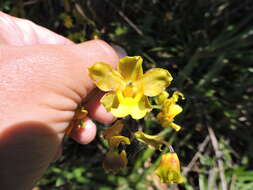 Image of terrestrial cowhorn orchid