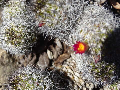 Image of Mammillaria sphacelata subsp. sphacelata