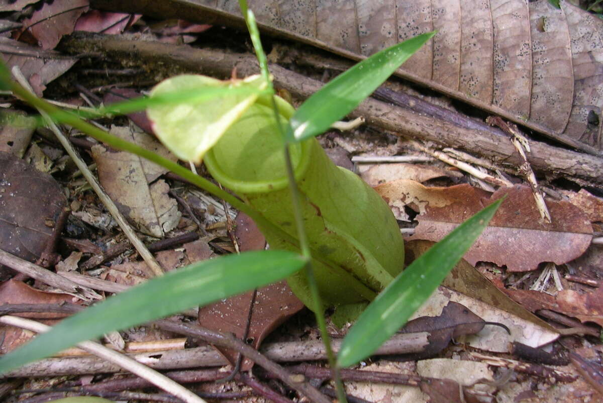 Слика од Nepenthes distillatoria L.