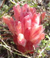 Hyobanche rubra N. E. Br.的圖片