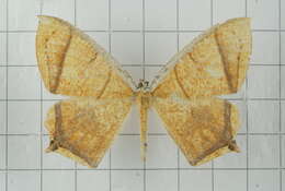 Image of Thinopteryx crocoptera Kollar 1844