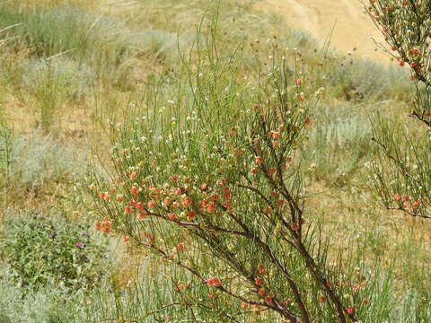 Image of Calligonum aphyllum (Pall.) Guerke