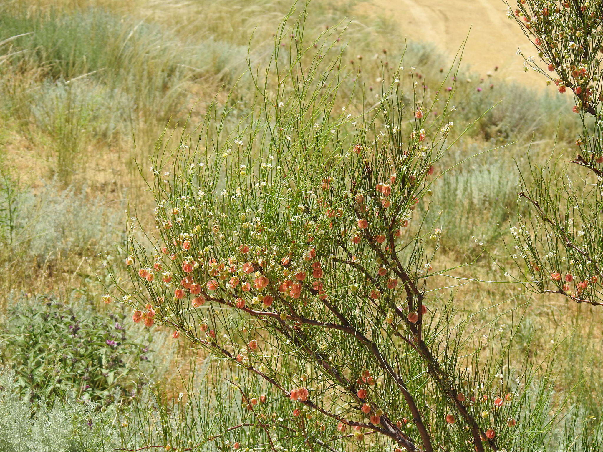 Calligonum aphyllum (Pall.) Guerke的圖片