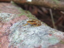 Image of Noble's Robber Frog