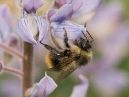 Слика од Bombus mixtus Cresson 1879