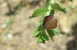 Image of Tharsalea arota nubila Comstock 1926