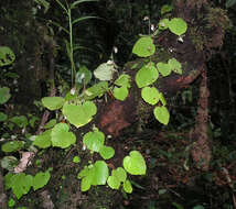 Image of Begonia sinuata Wall. ex Meisn.