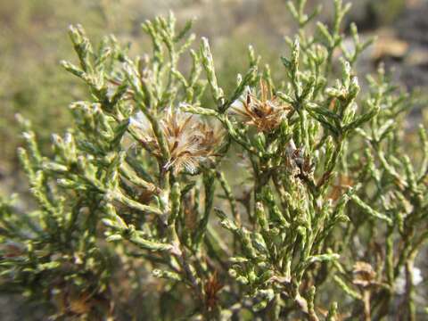 Image de Elytropappus adpressus Harv.