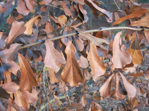 Image of Water Oak