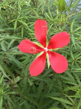 Imagem de Hibiscus coccineus (Medik.) Walter