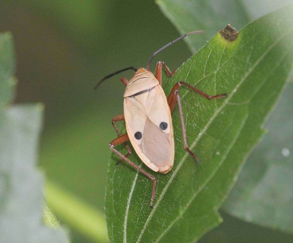 Image of Probergrothius nigricornis