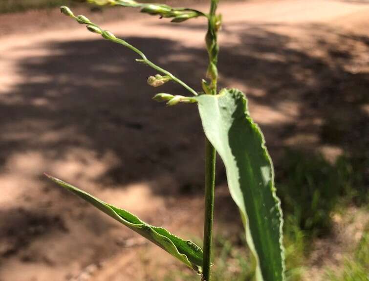 Plancia ëd Brachiaria foliosa (R. Br.) Hughes