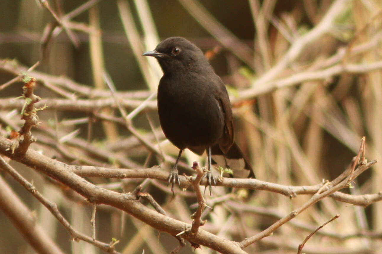 Image of Black Bush Robin