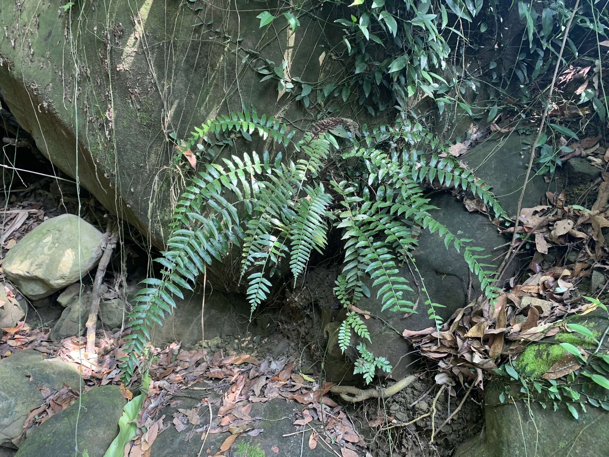 Plancia ëd Bolbitis rhizophylla (Kaulf.) Hennipman