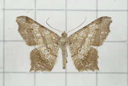 Image of Semiothisa emersaria Walker 1861