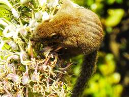 Plancia ëd Funambulus sublineatus (Waterhouse 1838)