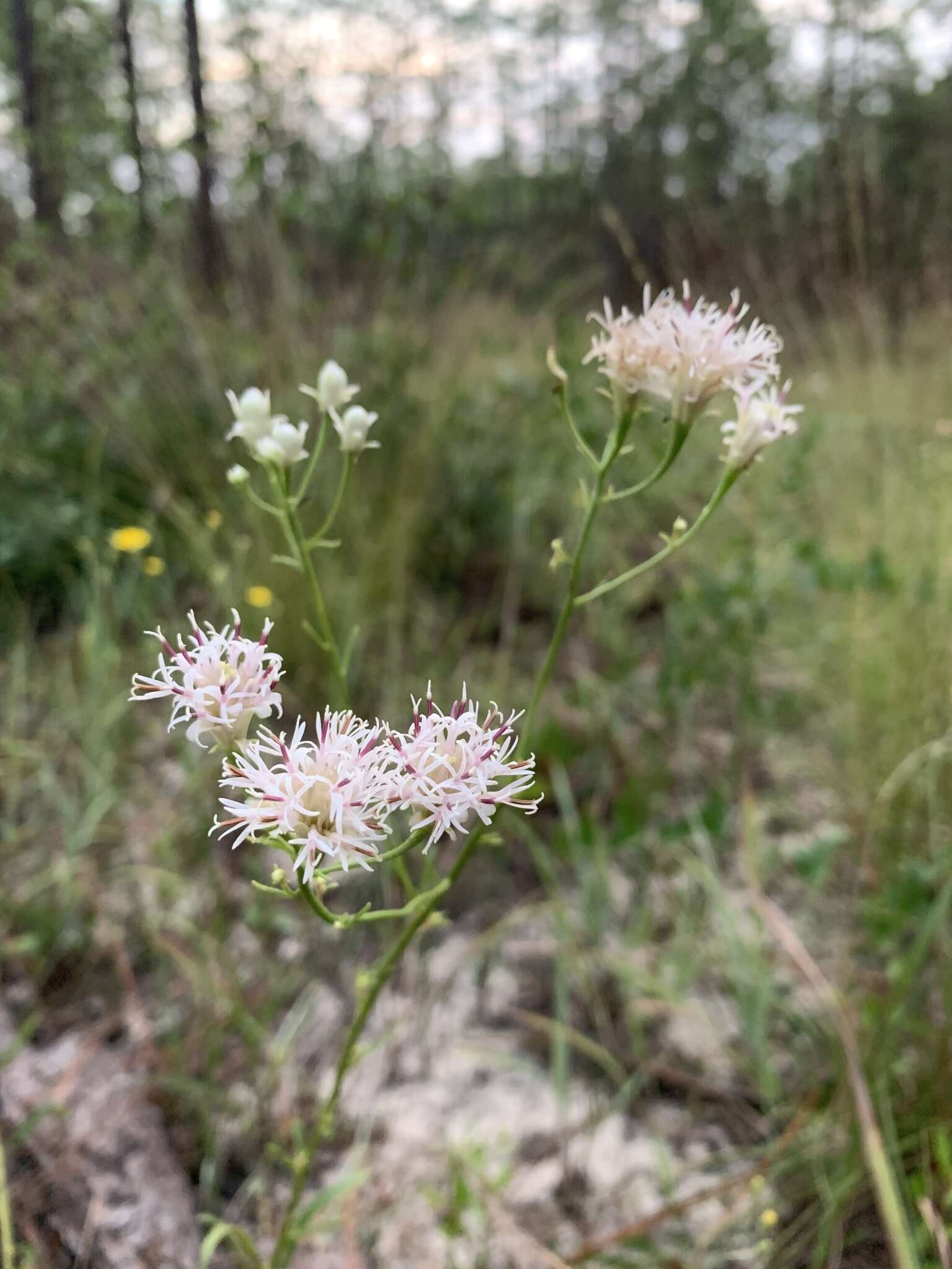 Image of coastal plain palafox