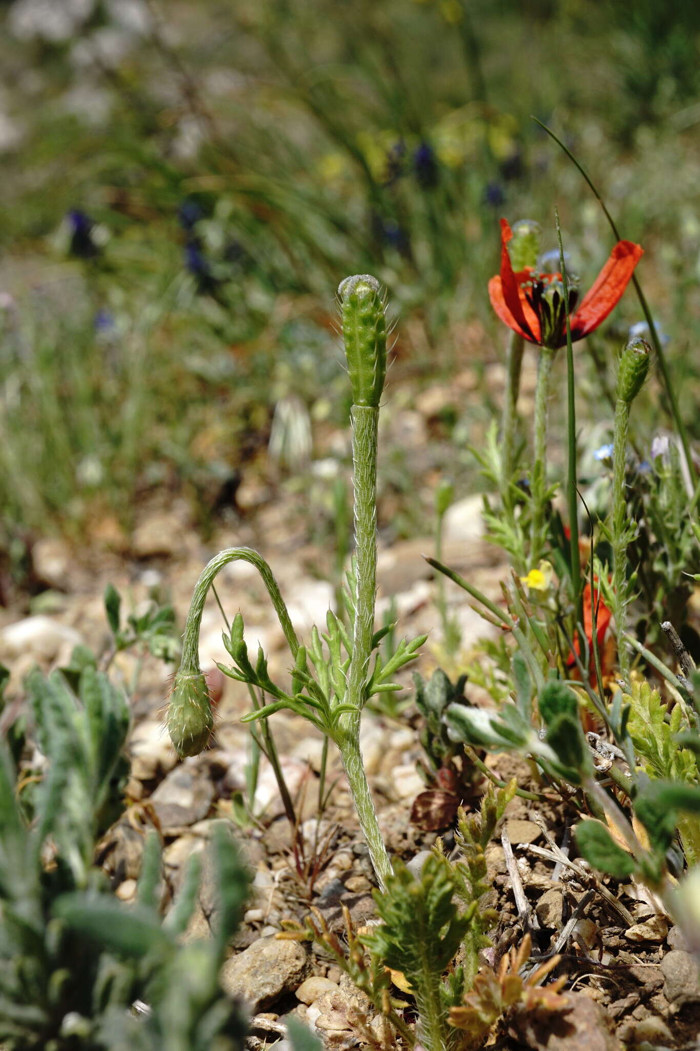 Image of Papaver minus (Bél.) Meikle