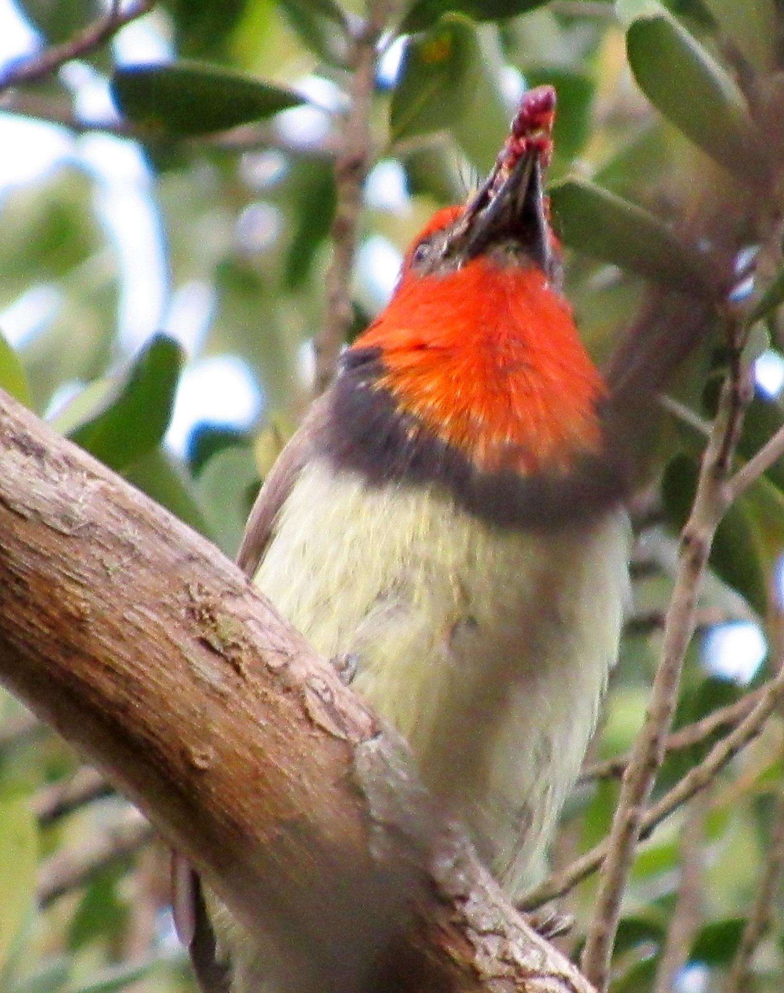 Слика од Lybius torquatus torquatus (Dumont 1805)