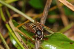 Image of Sericomyia silentis (Harris 1776)