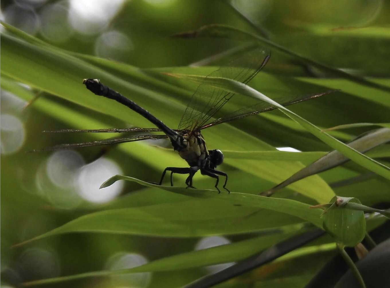 Imagem de Leptogomphus hongkongensis Asahina 1988