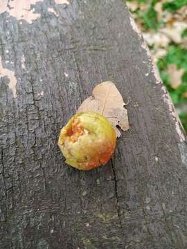 Image of cherry gall