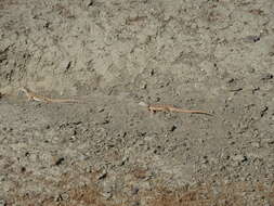 Image of Bluntnose Leopard Lizard