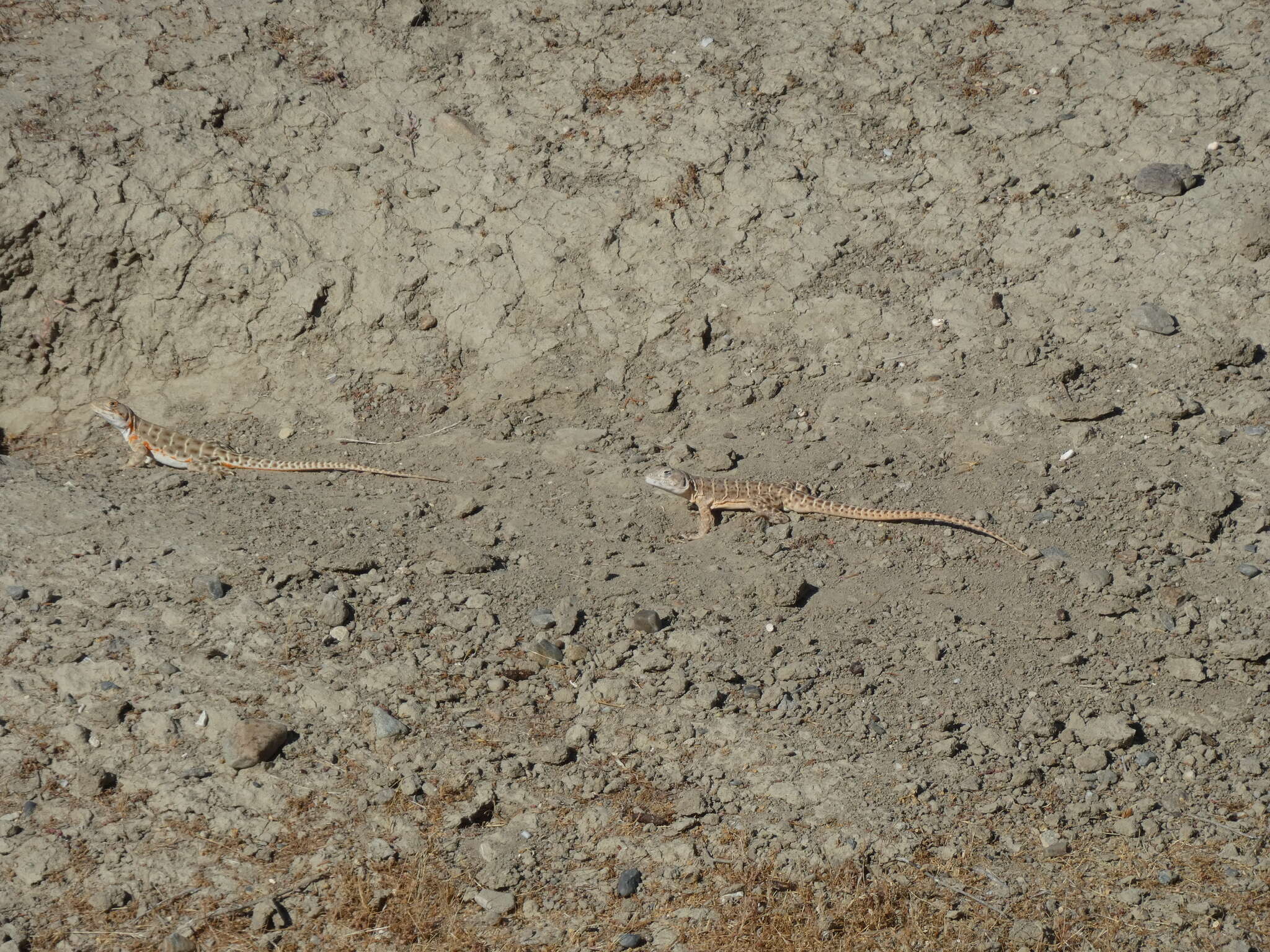 Image of Bluntnose Leopard Lizard