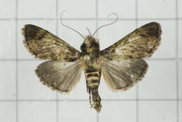 Image of Teliphasa nubilosa Moore