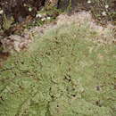 Image of phyllopsora lichen