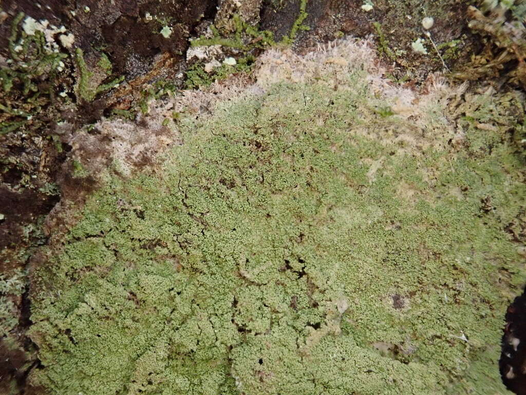 Image of phyllopsora lichen