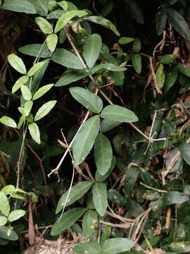 Image of Tetrastigma formosanum (Hemsl.) Gagnep.