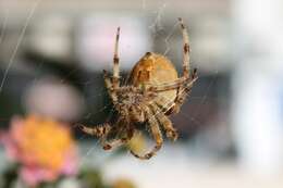 Image of Araneus pallidus (Olivier 1789)