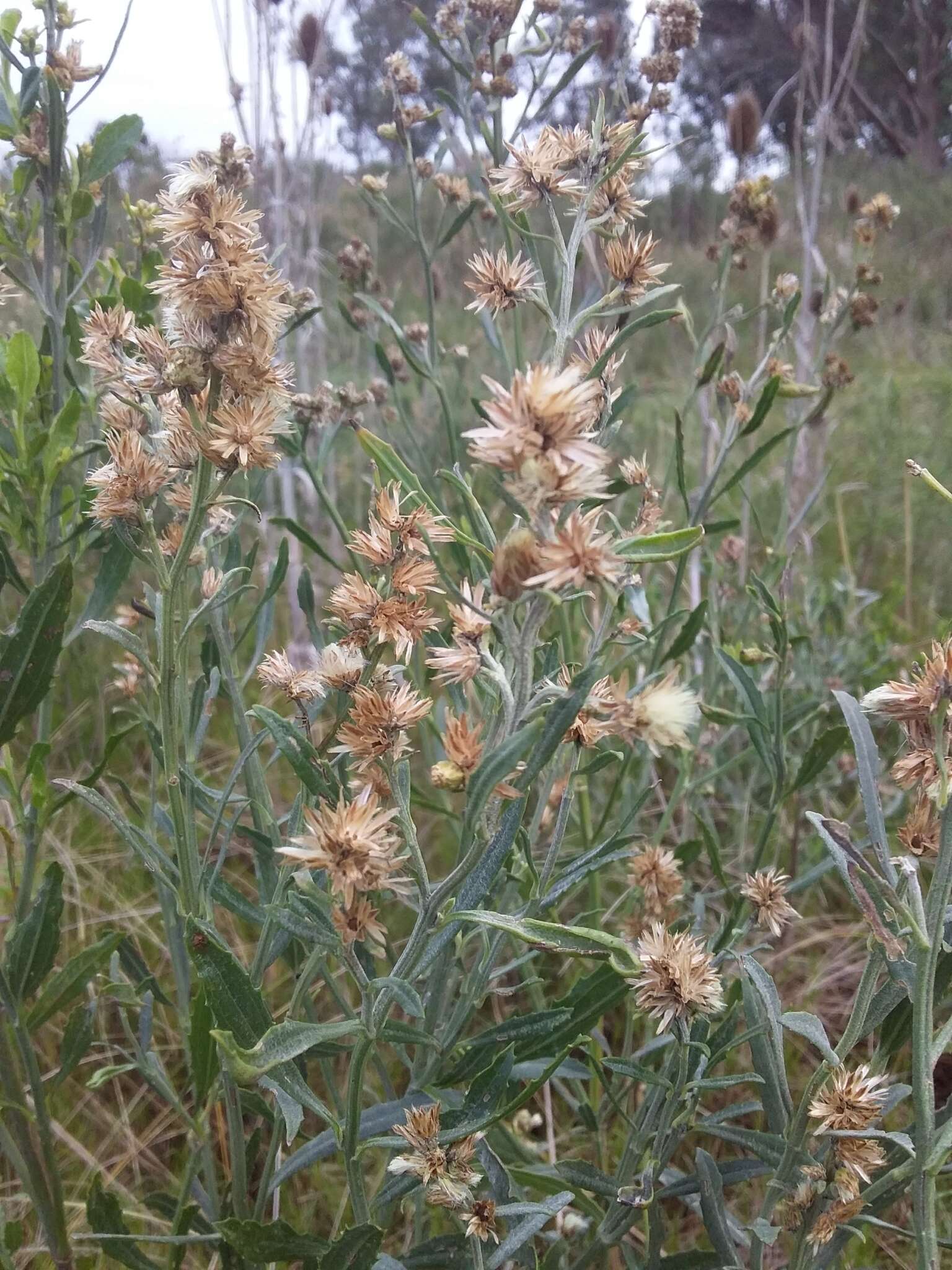 Image of Baccharis spicata (Lam.) Baill.