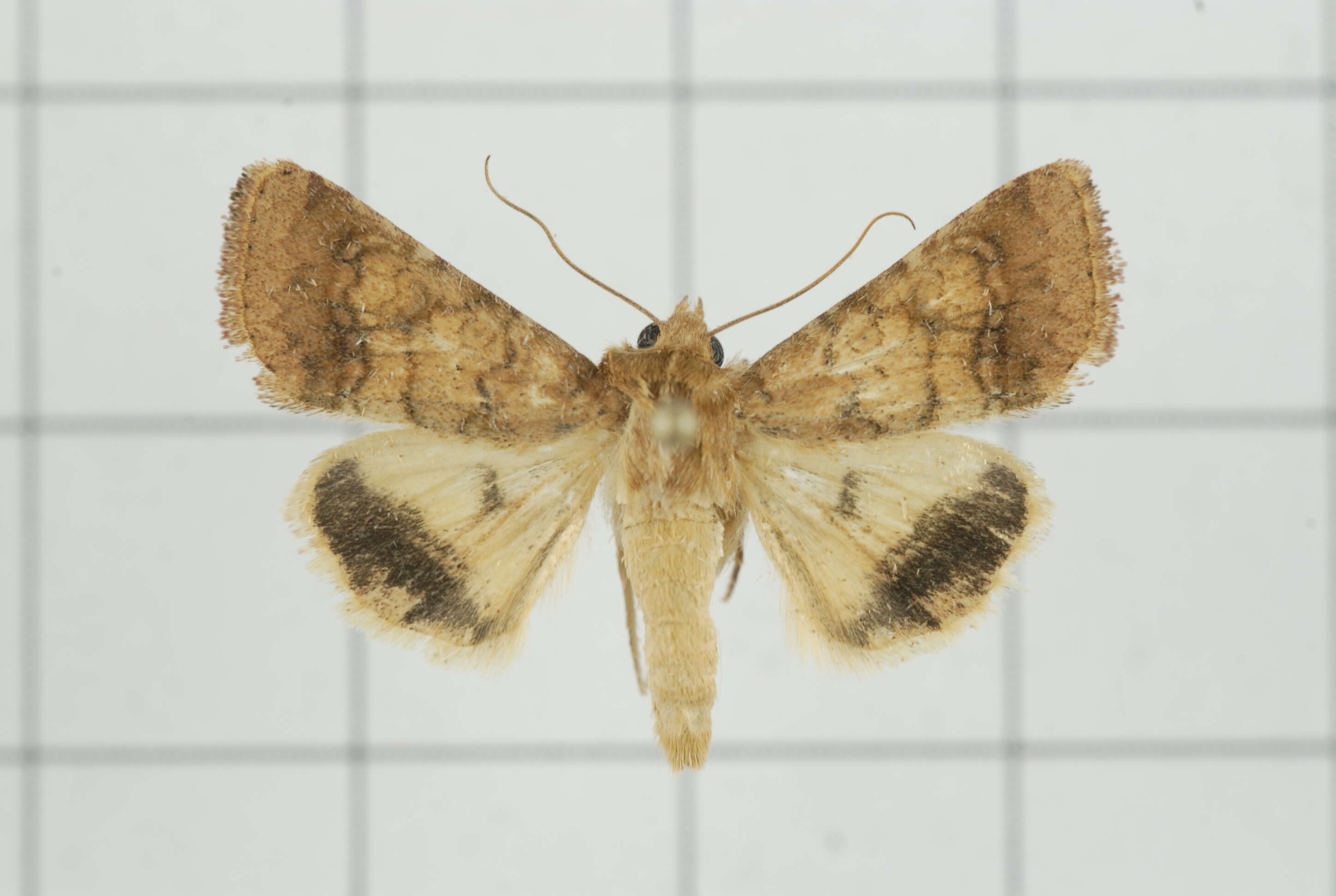 Image of Helicoverpa assulta Guenée 1852