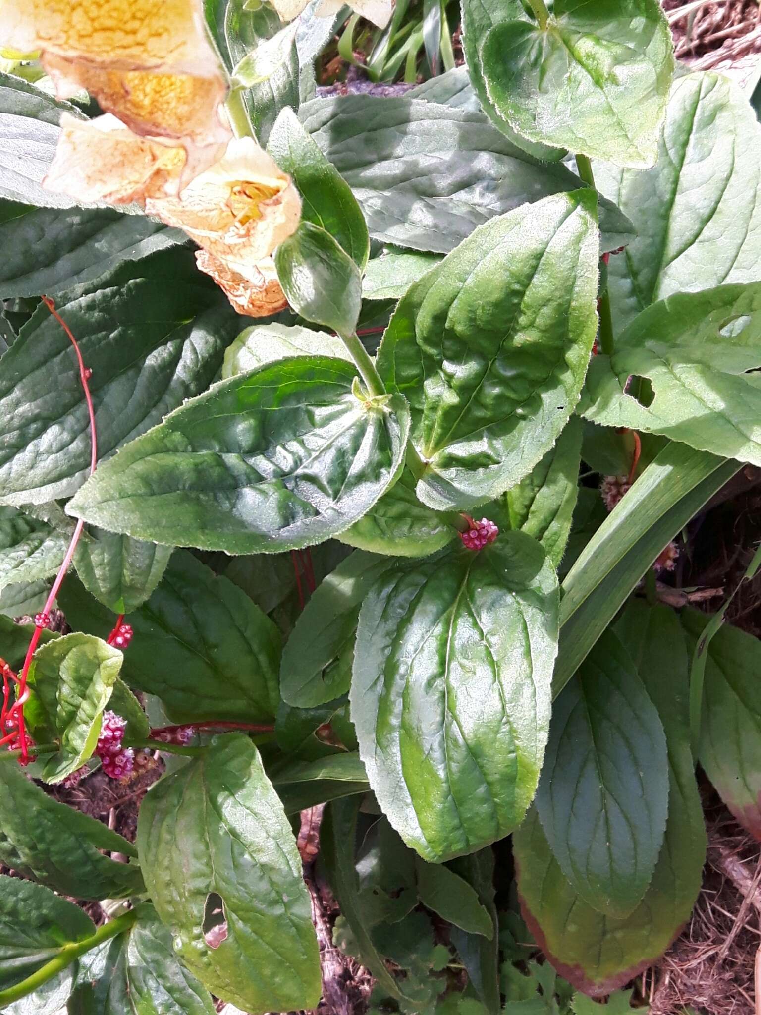 Слика од Digitalis grandiflora Mill.