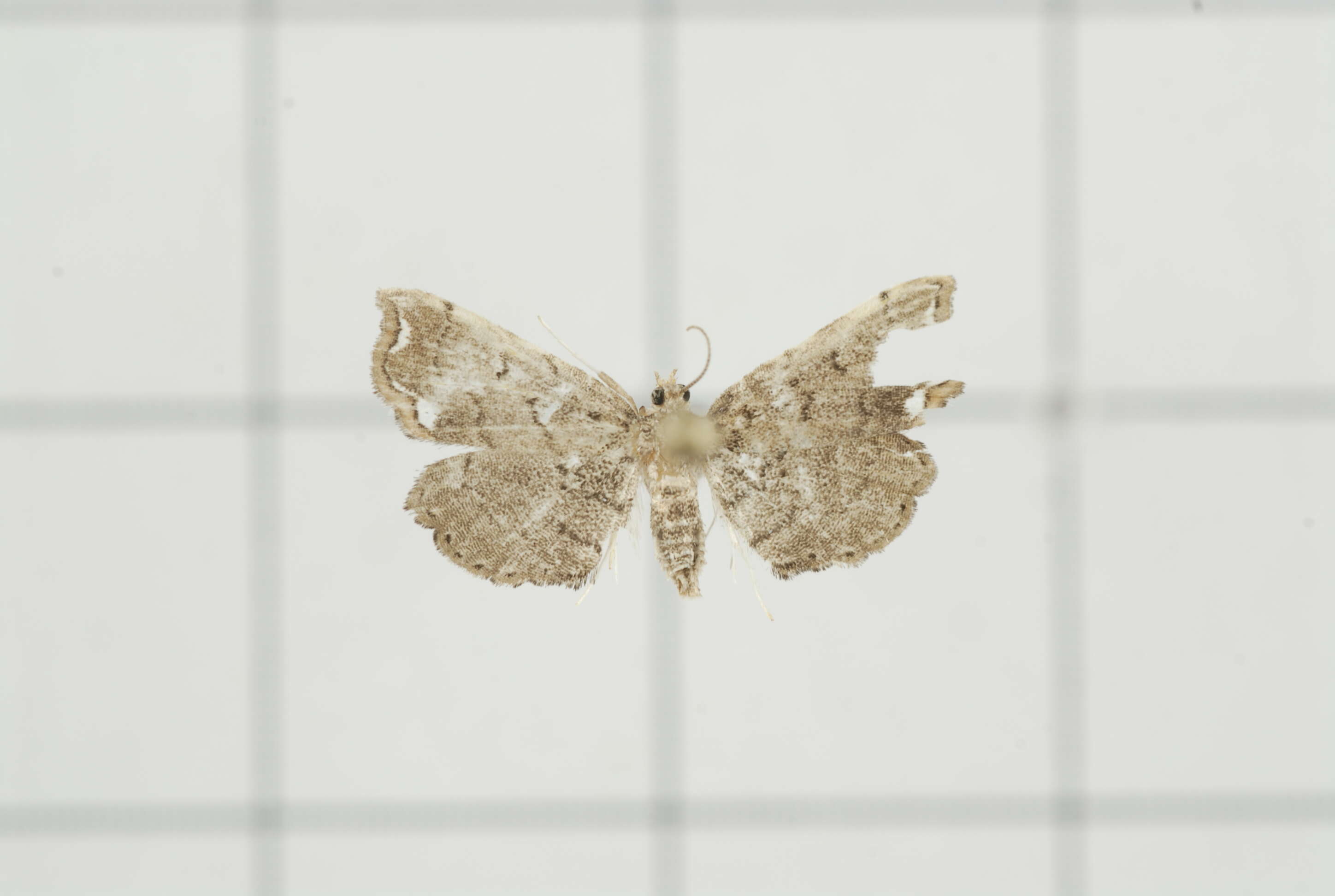 Image de Neomusotima fuscolinealis Yoshiyasu 1985