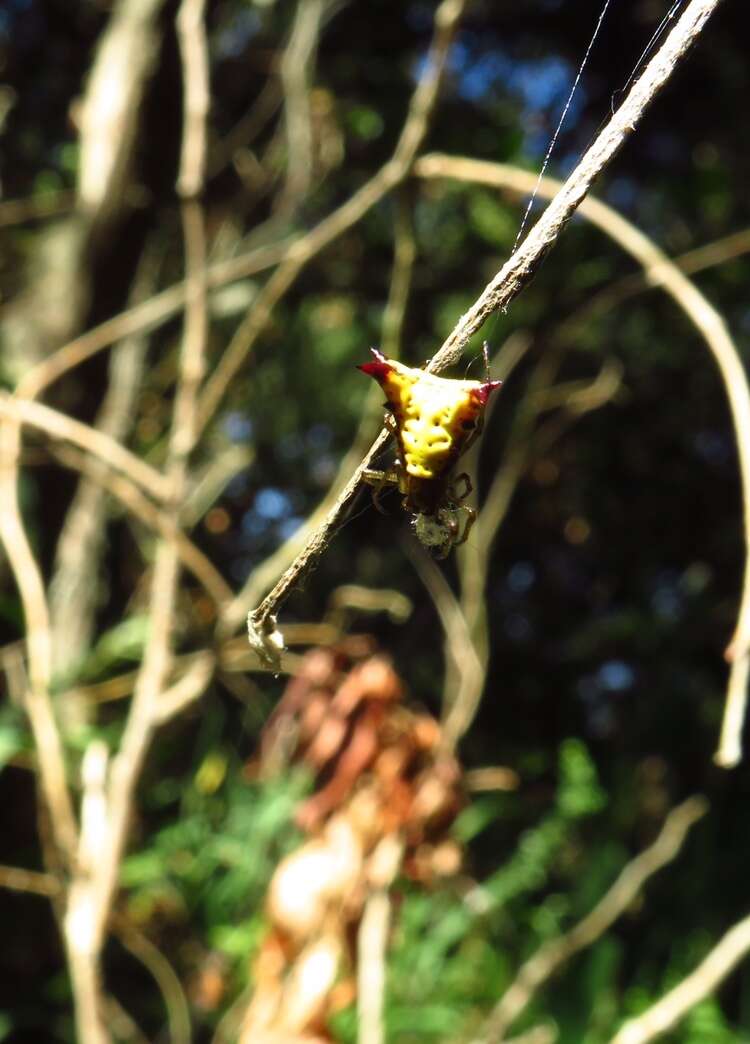 Image of Micrathena furva (Keyserling 1892)