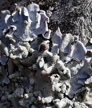 Image of Black stone flower